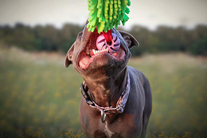 Dingo Dog tug Toy and TPR Rubber Ball Bungee Handle, Microfiber Green 20 in