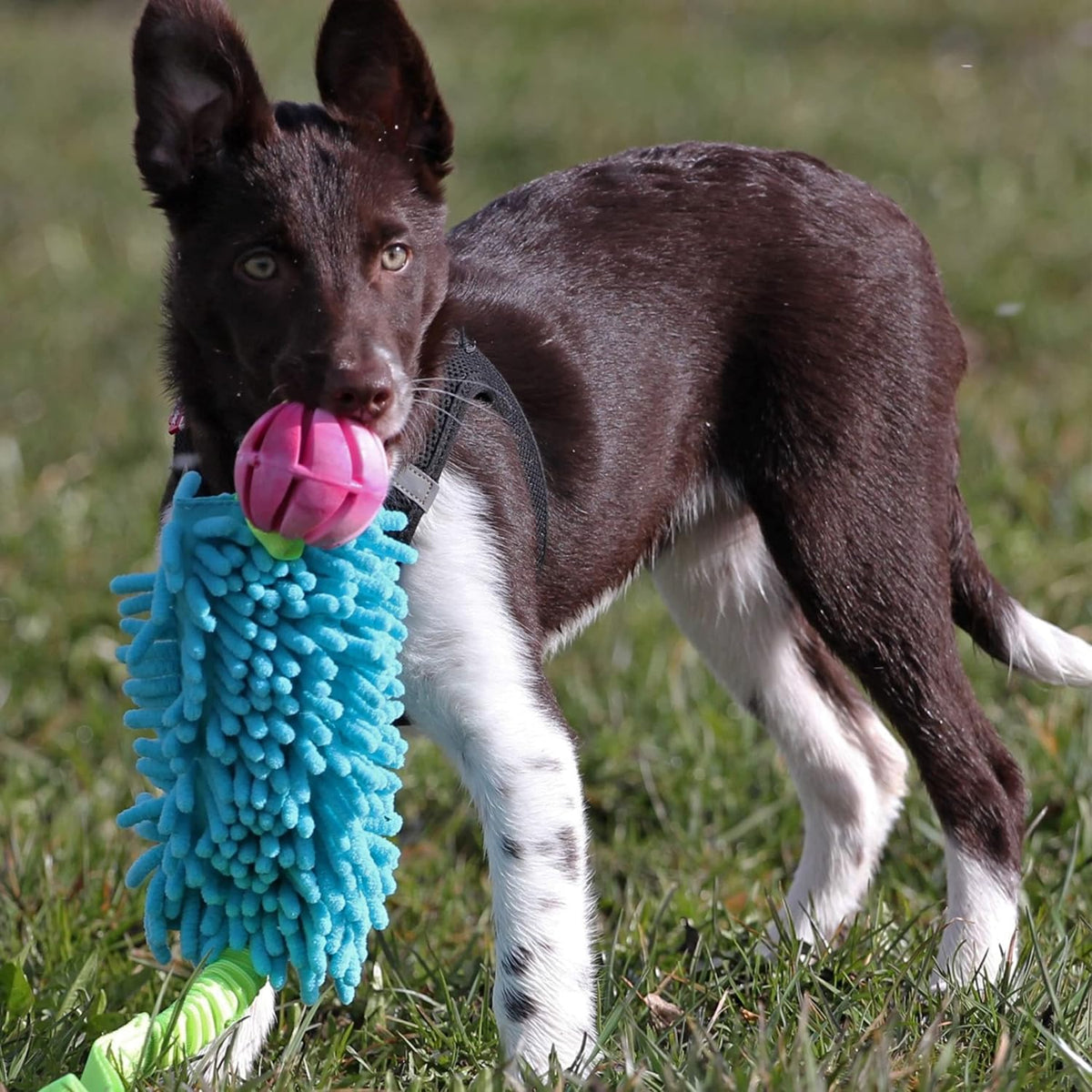 Dingo Dog tug Toy and TPR Rubber Ball Bungee Handle, Microfiber, Blue 20 in