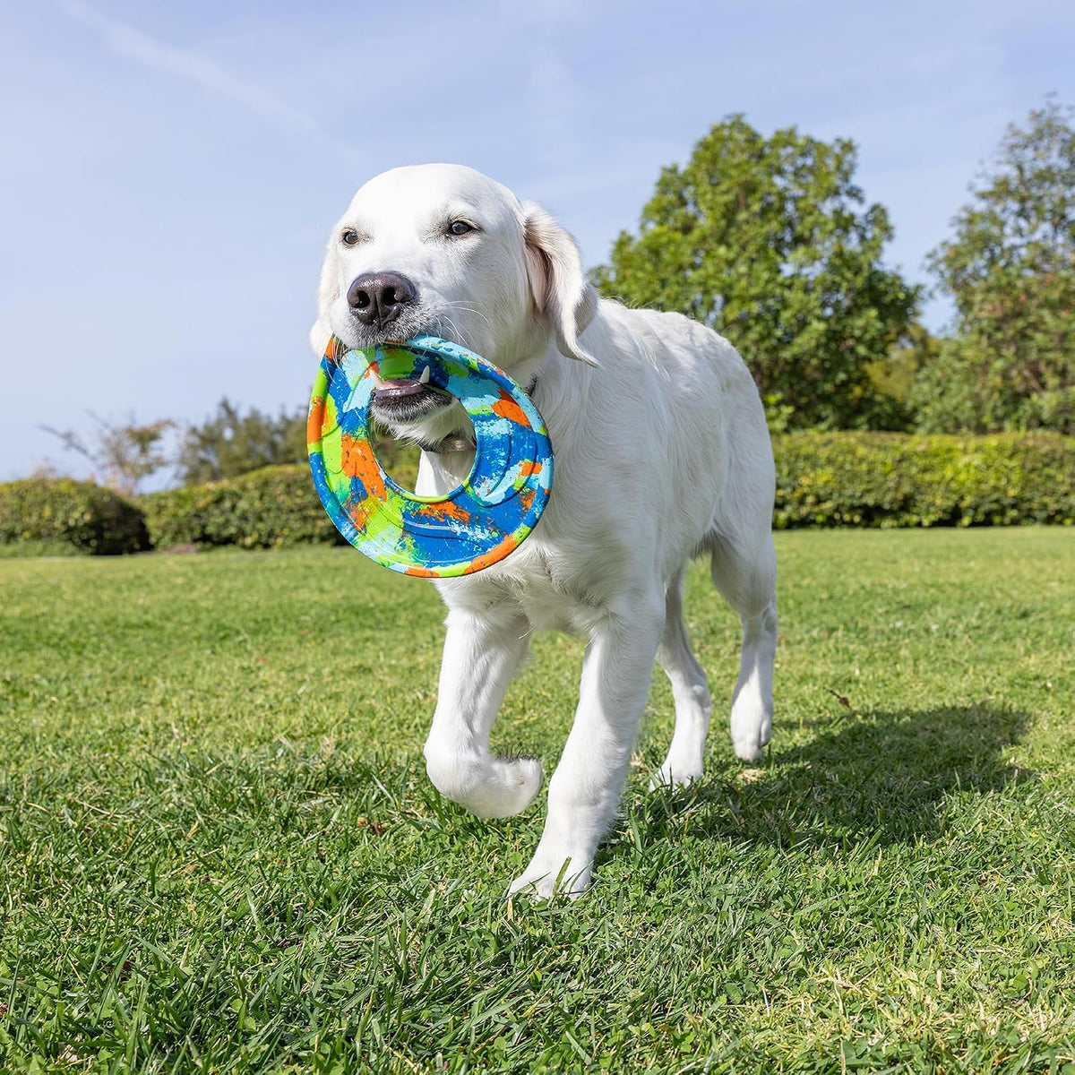 Chuckit! EcoFetch Flyer Rubber Dog Toy, Medium (8 Inch Diameter) Pack of 1, for Breeds 20-60 lbs